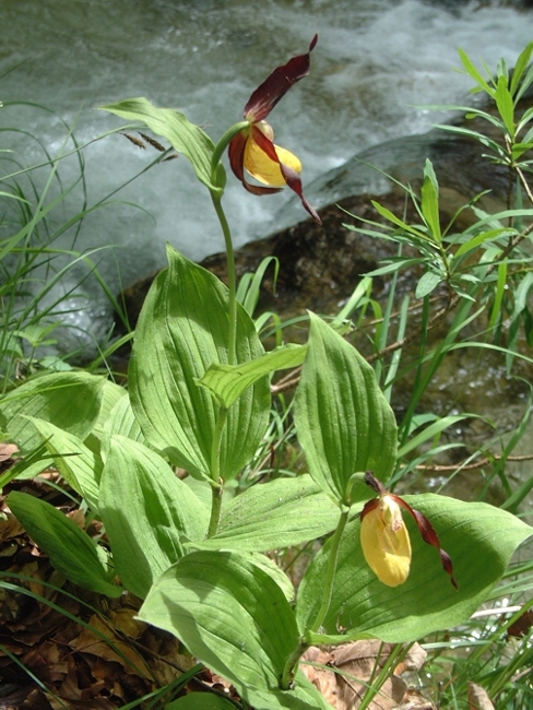 Cypripedium calceolus / Scarpetta di Venere